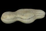 Fossil Capelin Fish (Mallotus) Nodule - Canada #136152-3